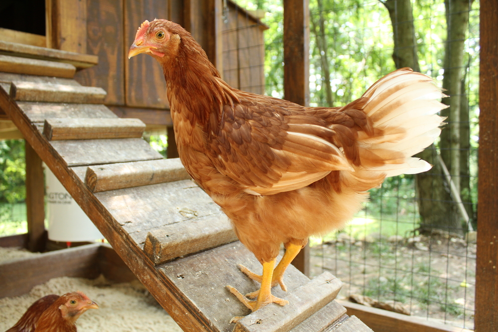 Chicken Hatching Program Uks